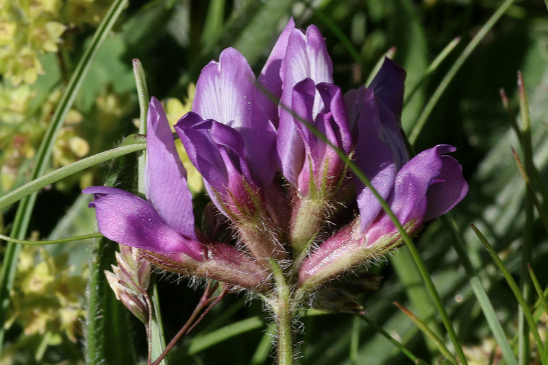 Oxytropis neglecta / Astragalo negletto